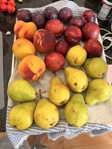 Pears, peaches and plums laid out on a towel